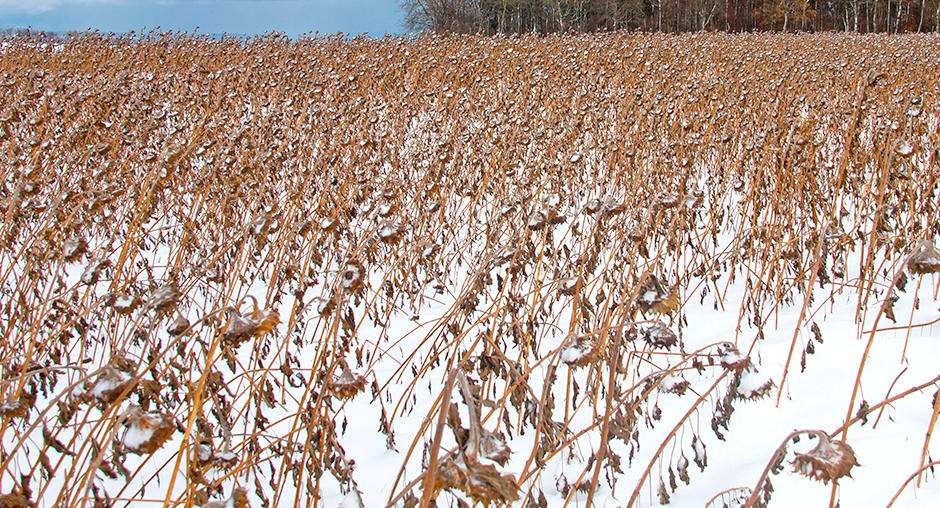 Контроль качества зерна, перезимовавшего под снегом на полях.