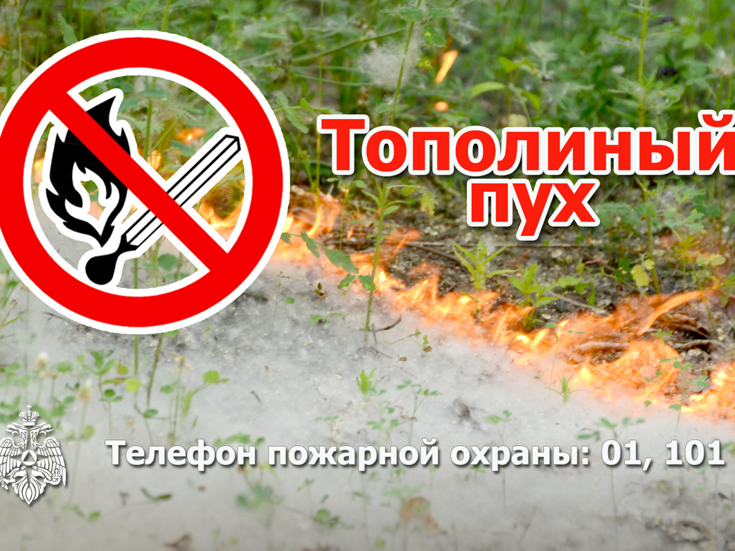 Тополиный пух -источник пожарной опасности!.