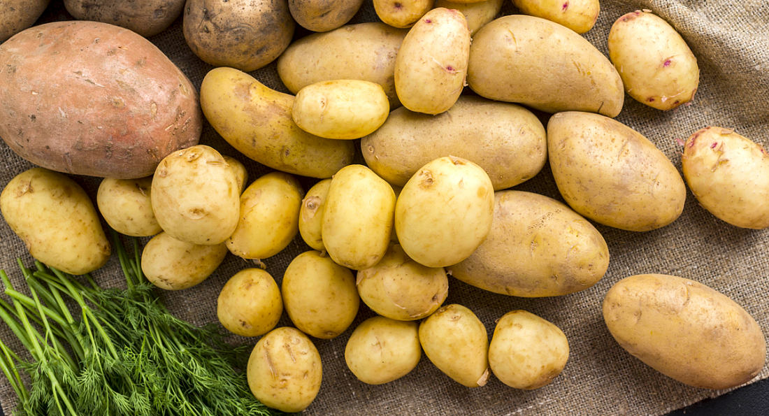 Золотистая картофельная нематода – угроза для картофеля.