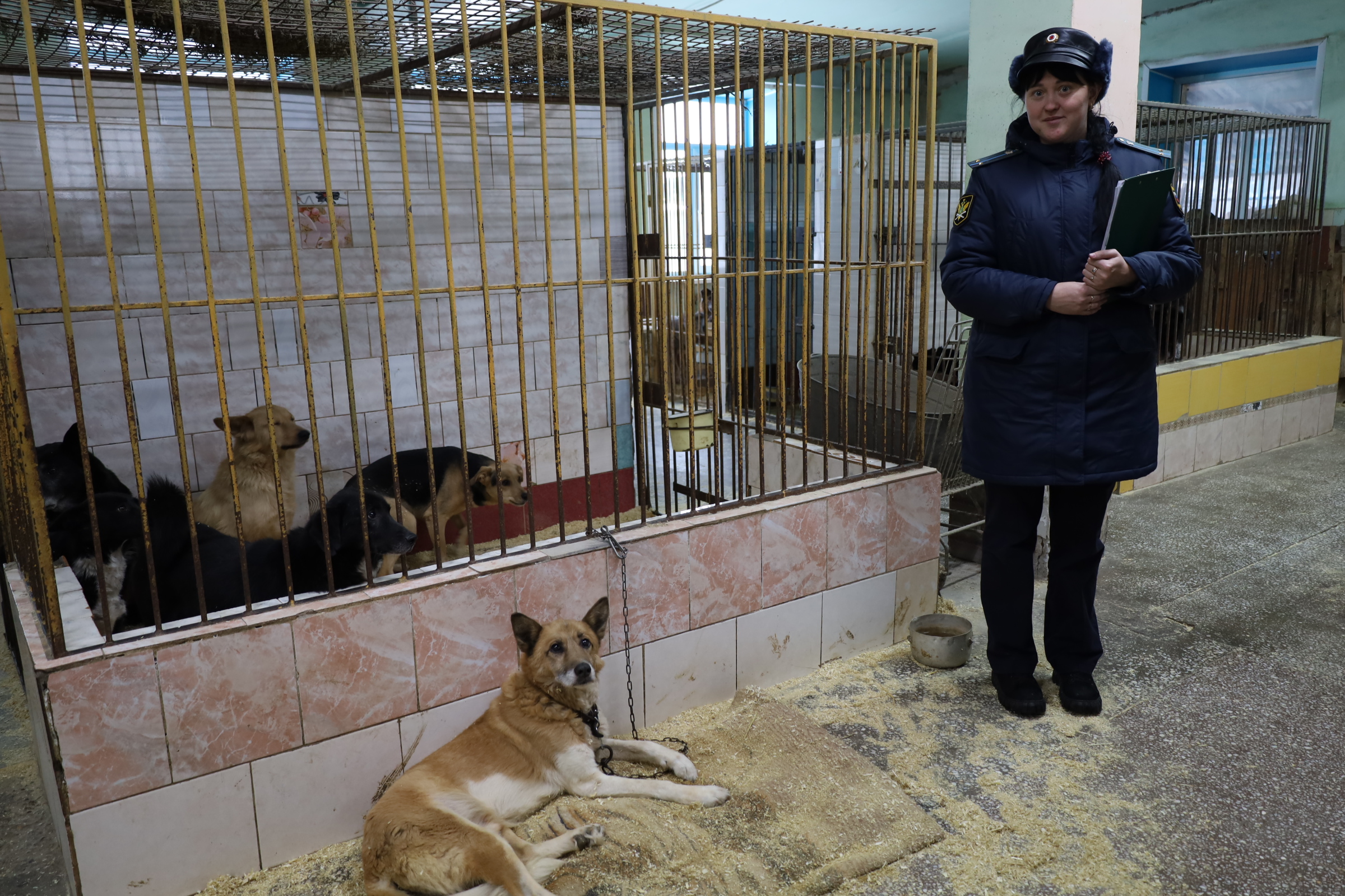 В Барнауле судебные приставы передали собак в приют.