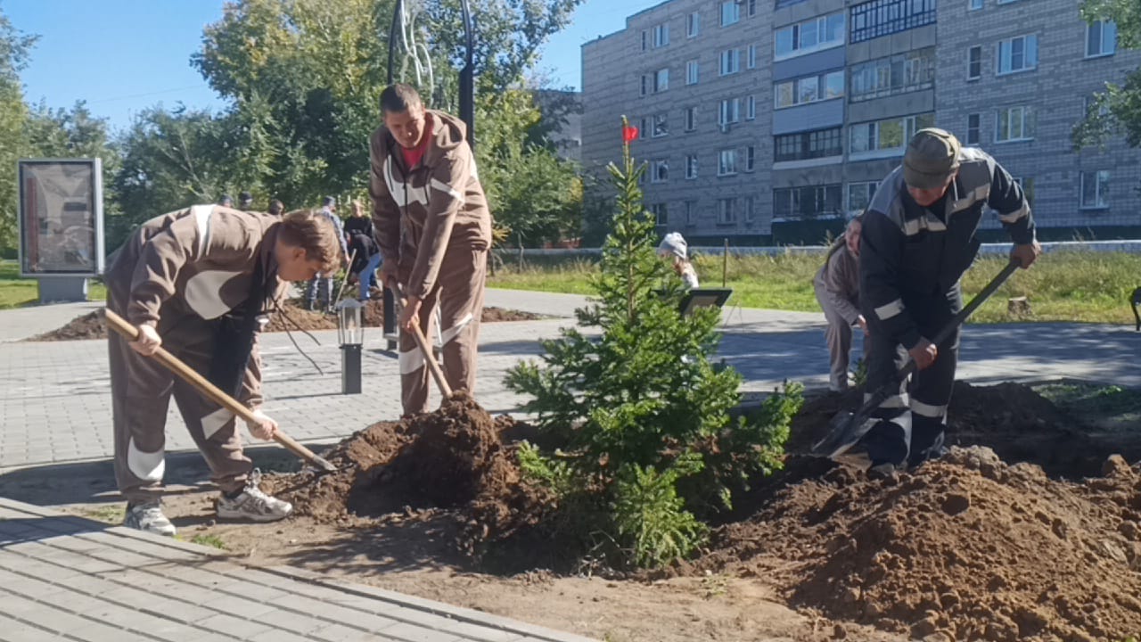 Сегодня, 19 сентября, в Славгороде осуществляется высадка елей, в рамках Всероссийского экологического субботника «Зеленая Россия».