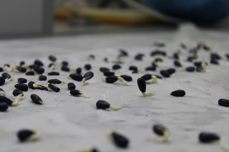 10 тыс. тонн семян исследовали в лаборатории Алтайского филиала Центра оценки качества зерна к середине мая.