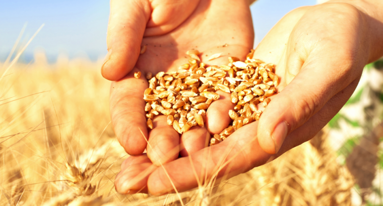 Пшеницу, собранную с 1,75 млн гектаров, предстоит исследовать специалистам Алтайского филиала в рамках госмониторинга.