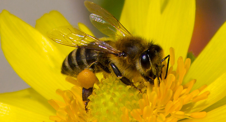 Профилактика гибели пчел от пестицидов.